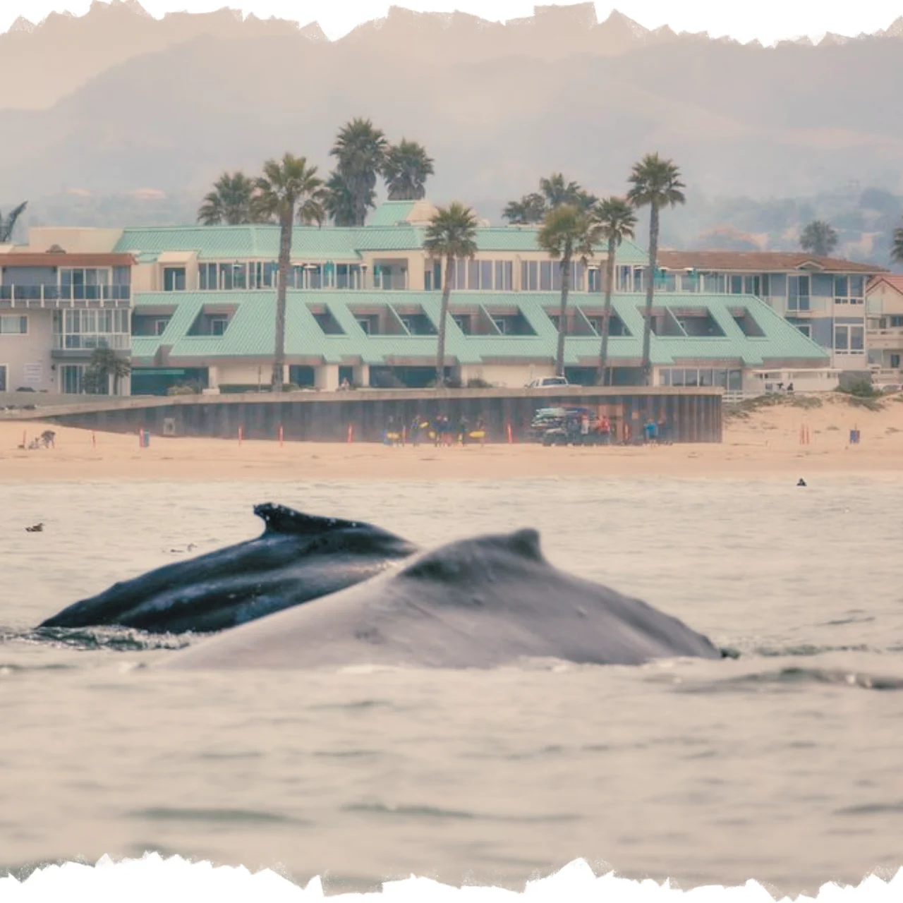 Whale watching on Pismo Beach